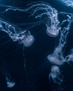 Average Manager vs. Great Manager